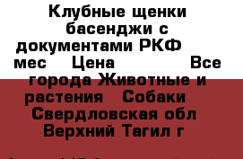 Клубные щенки басенджи с документами РКФ - 2,5 мес. › Цена ­ 20 000 - Все города Животные и растения » Собаки   . Свердловская обл.,Верхний Тагил г.